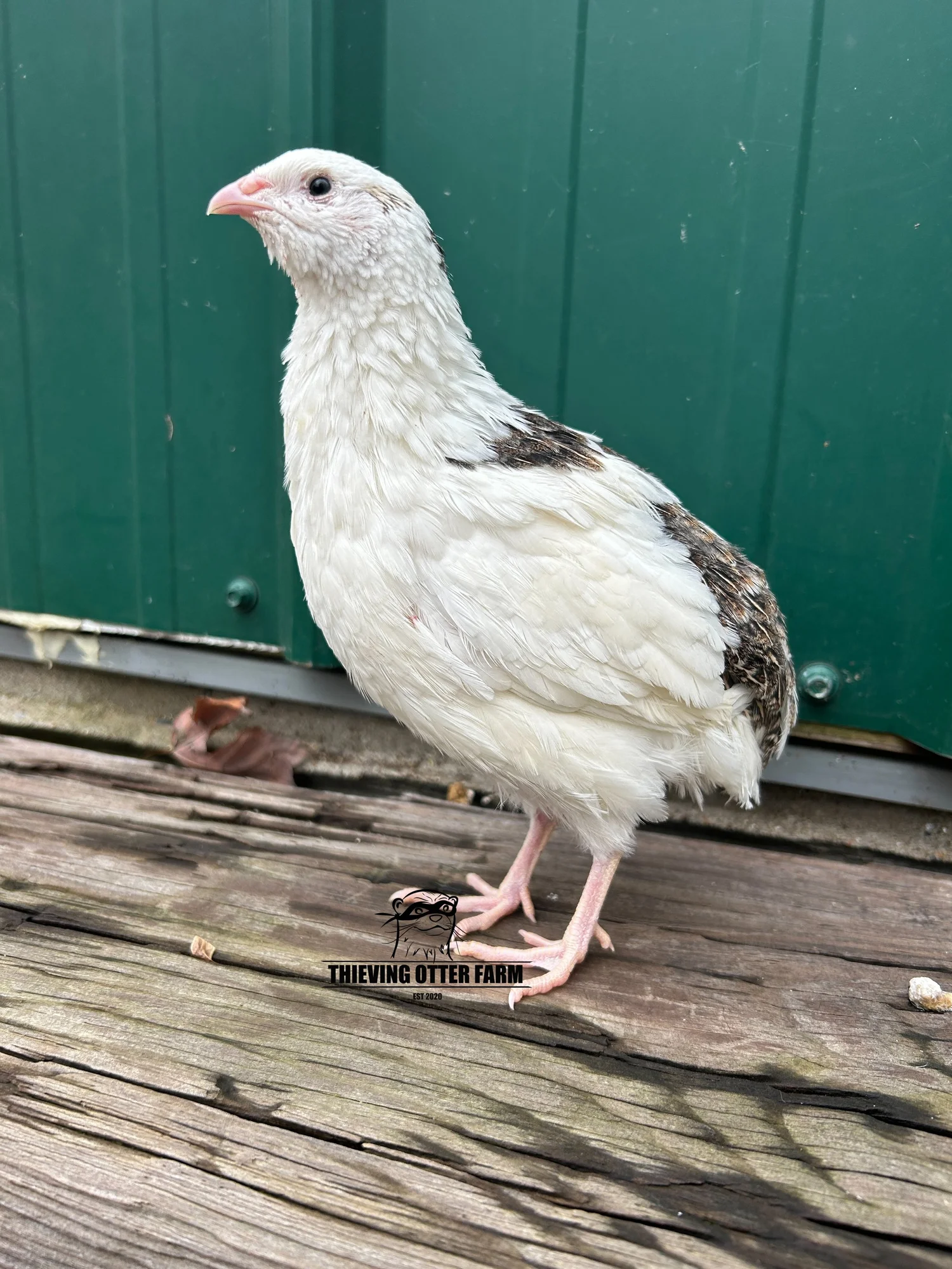 SUPER RARE - SPLASH COTURNIX QUAIL — Thieving Otter Farm